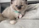 Seth - Ragdoll Kitten For Sale - Spring&comma; TX&comma; US