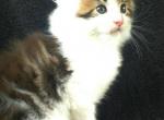 Oden - Maine Coon Kitten For Sale - Zanesville&comma; OH&comma; US