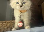 Mia - Ragdoll Kitten For Sale - Spring&comma; TX&comma; US