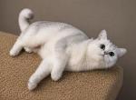 Sunny - Scottish Straight Cat For Sale - Gainesville&comma; GA&comma; US