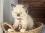 Jas - Ragdoll Kitten For Sale - 