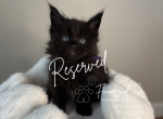 The Ghoul Black Maine Coon - Maine Coon Kitten For Sale - Villa Rica&comma; GA&comma; US