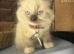 Skye - Ragdoll Kitten For Sale - Spring&comma; TX&comma; US