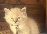 Luke - Ragdoll Kitten For Sale - Spring&comma; TX&comma; US