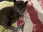 Sapphire litter 4 - Maine Coon Kitten For Sale - Belton&comma; TX&comma; US