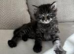 Kolobok - Domestic Kitten For Sale - 