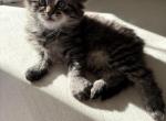 Bella - Domestic Kitten For Sale - 