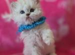 Ken - Selkirk Rex Kitten For Sale - Gilbert&comma; AZ&comma; US