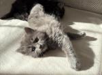 Fluffy - Domestic Kitten For Sale - Berlin&comma; CT&comma; US