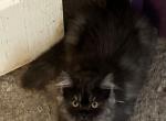 Silver Persian boy - Persian Kitten For Sale - Benbrook&comma; TX&comma; US