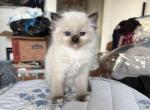 Seal mitted Female - Ragdoll Kitten For Sale - 