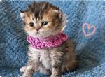 Stacy - Selkirk Rex Kitten For Sale - Gilbert&comma; AZ&comma; US