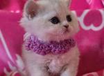 Kelly - Selkirk Rex Kitten For Sale - Gilbert&comma; AZ&comma; US