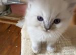Blue lynx ragdoll - Ragdoll Kitten For Sale - 