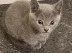 Female 1 - Russian Blue Kitten For Adoption - Collinsville&comma; IL&comma; US