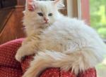 Flame point - Ragdoll Kitten For Sale - Farmville&comma; VA&comma; US