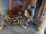 Mufasa - Bengal Cat For Sale - West Covina&comma; CA&comma; US