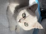 Dana - British Shorthair Kitten For Sale - 