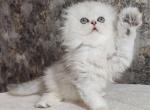 Spenser SFL as11 - Scottish Fold Kitten For Sale - New York&comma; NY&comma; US