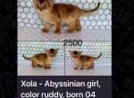 Xola - Abyssinian Kitten For Sale - New York&comma; NY&comma; US