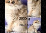 Fily ny11 - British Shorthair Kitten For Sale - New York&comma; NY&comma; US