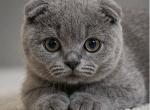 Figaro SFS - Scottish Fold Kitten For Sale - New York&comma; NY&comma; US