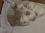 RAGDOLL LITTER OF FIVE - Ragdoll Kitten For Sale - Brookings&comma; OR&comma; US