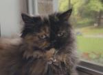 Mocha - Persian Kitten For Sale - Mosheim&comma; TN&comma; US