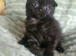 Rowan - Scottish Fold Kitten For Sale - New York&comma; NY&comma; US