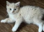 Marshmallow Scottish Straight - Scottish Straight Kitten For Sale - Springdale&comma; AR&comma; US