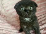 Roxy - Scottish Fold Kitten For Sale - New York&comma; NY&comma; US