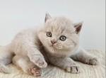 PURE BREED BRITISH SHORTHAIR KITTEN BOY - British Shorthair Kitten For Sale - Darien&comma; CT&comma; US