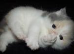 Exotic Shorthair - Exotic Kitten For Sale - Nanty Glo&comma; PA&comma; US