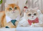 Sultan - British Shorthair Kitten For Sale - New York&comma; NY&comma; US