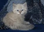 HARDY IZ TVERSKOGO KNYAZHESTVA - Siberian Kitten For Sale - 