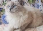 Helyka - Siberian Cat For Sale - New York&comma; NY&comma; US