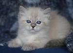 HOPE IZ TVERSKOGO KNYAZHESTVA - Siberian Kitten For Sale - NY&comma; US