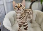 Pixiei - Bengal Kitten For Sale - New York&comma; NY&comma; US