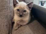 Mia - Ragdoll Kitten For Sale - Agawam&comma; MA&comma; US