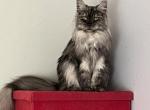 Cece - Maine Coon Kitten For Sale - Johns Creek&comma; GA&comma; US