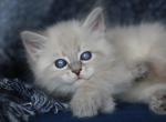 HOLLIS IZ TVERSKOGO KNYAZHESTVA - Siberian Kitten For Sale - NY&comma; US