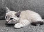 Ragdoll - Ragdoll Kitten For Sale - Agawam&comma; MA&comma; US