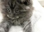Rufus - Maine Coon Kitten For Sale - Hainesville&comma; IL&comma; US