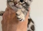 Thomas - Bengal Kitten For Sale - Hermann&comma; MO&comma; US