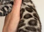 Thomas - Bengal Kitten For Sale - Hermann&comma; MO&comma; US