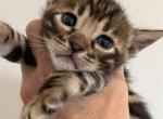 Sasha - Bengal Kitten For Sale - Hermann&comma; MO&comma; US