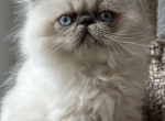 Lil Blu - Himalayan Kitten For Sale - Aledo&comma; TX&comma; US