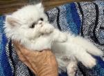 Persian white kitten boys - Persian Kitten For Sale - Altamonte Springs&comma; FL&comma; US