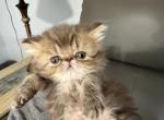 Persian chocolate tabby girl - Persian Kitten For Sale - Altamonte Springs&comma; FL&comma; US