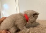 Exotic lilac boy ready to go - Exotic Kitten For Sale - Altamonte Springs&comma; FL&comma; US